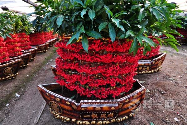 每个枝上都有十几,二十个花朵,一节节往上开花,有节节攀升,花开富贵的